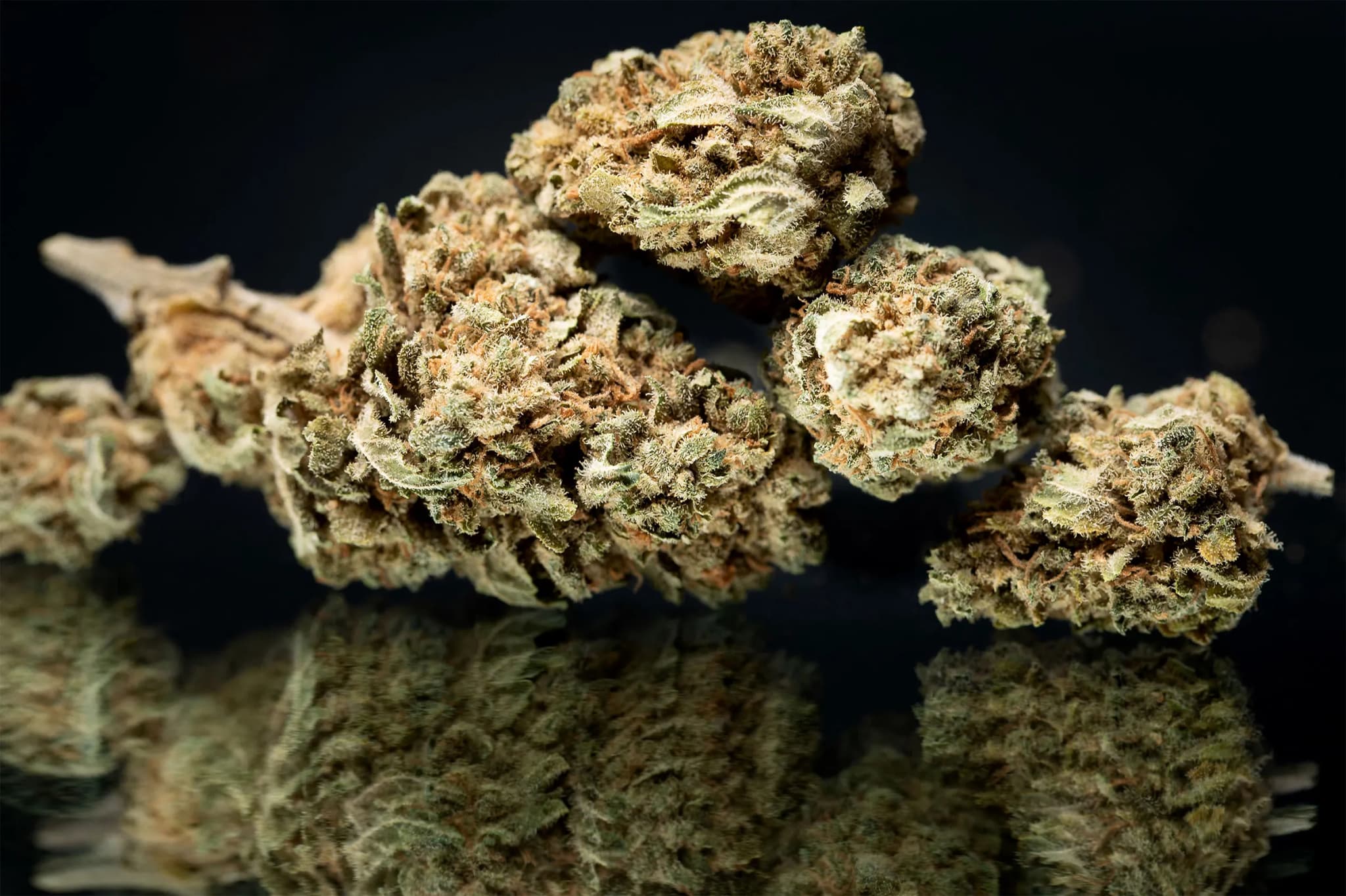 Garantiert frische Chargen – Cannabis Samen bestellen für perfekte Keimung