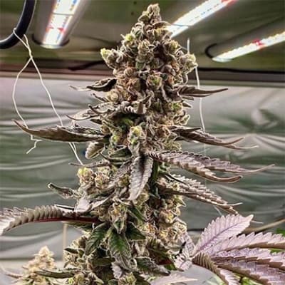 Verlieben Sie sich in Apple Fritter Auto: 24 % THC und ein süß-saftiges Aroma erwarten Sie!