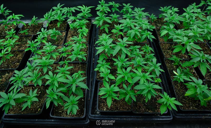 Der Einfluss von Cannabis Samen auf die Lungenfunktion: Mythen entlarven