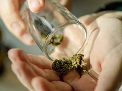 Garantiert frische Chargen – Cannabis Samen bestellen für perfekte Keimung