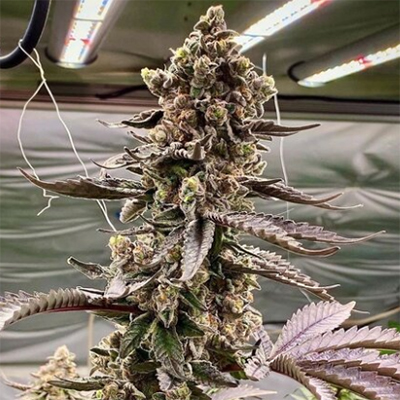 Verlieben Sie sich in Apple Fritter Auto: 24 % THC und ein süß-saftiges Aroma erwarten Sie!