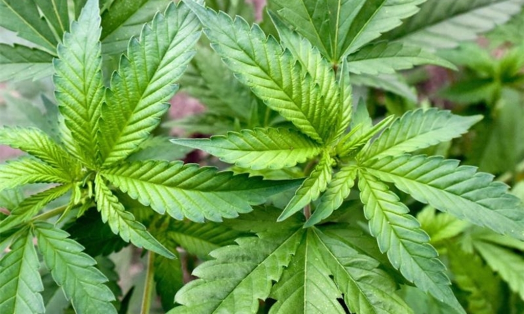 Die Beziehung zwischen Cannabis Samen und Bodengesundheit