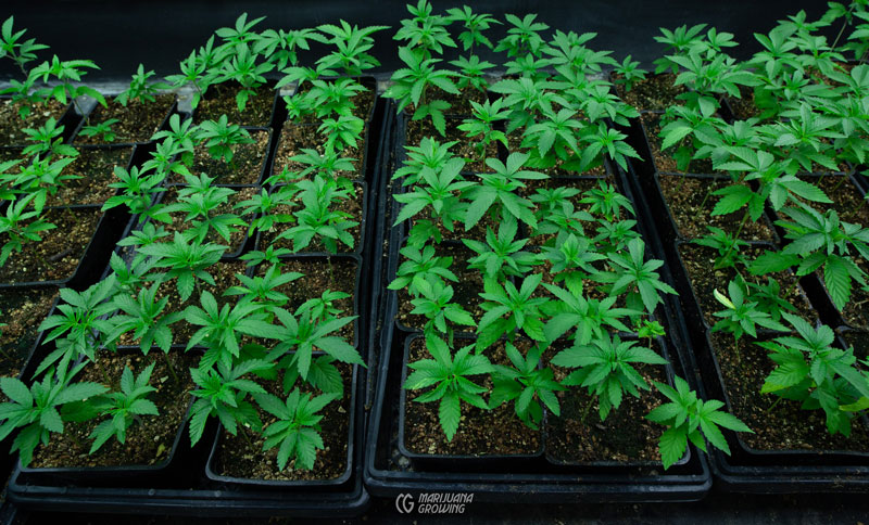 Der Einfluss von Cannabis Samen auf die Lungenfunktion: Mythen entlarven