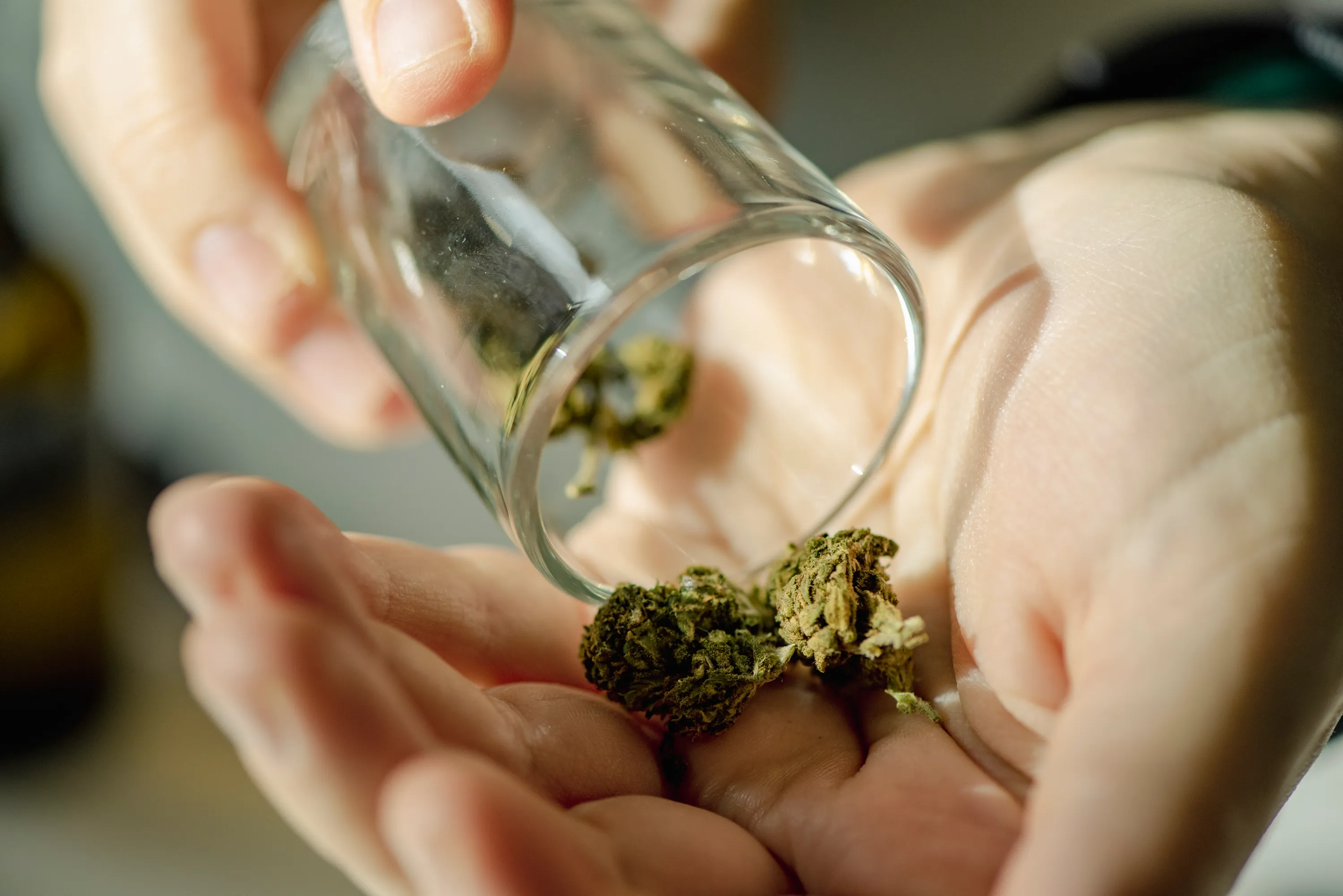 Garantiert frische Chargen – Cannabis Samen bestellen für perfekte Keimung